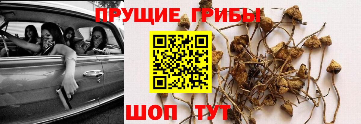 Галлюциногенные грибы Cubensis  Псилоцибиновые грибы GOLDEN TEACHER  Вход с VPN  Курчатов 